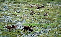 Kungsleden Abisko-Kebne (40)